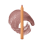 Lip Liner 01