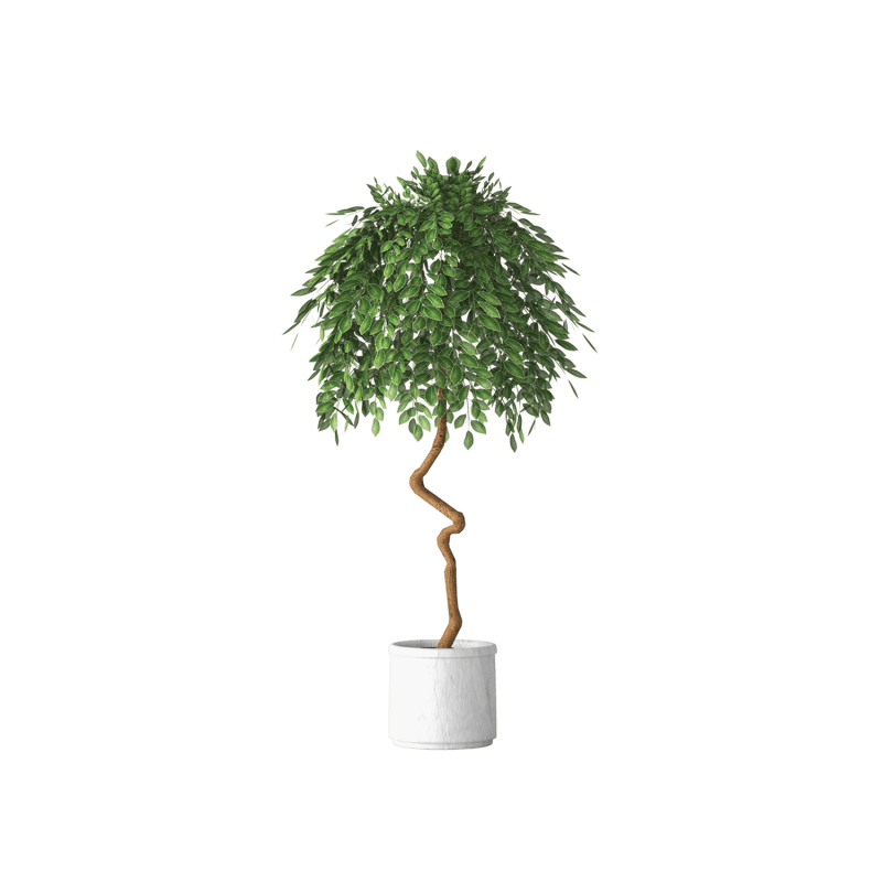 Plant Decor 02